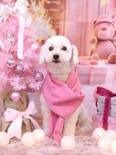 20241224ちくわくん